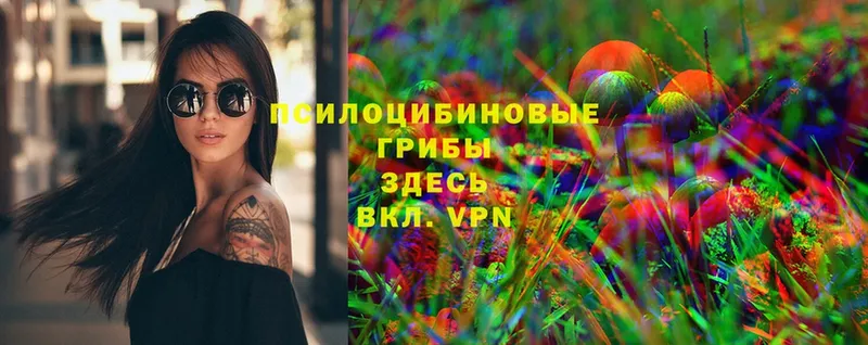 Галлюциногенные грибы Psilocybe  Димитровград 